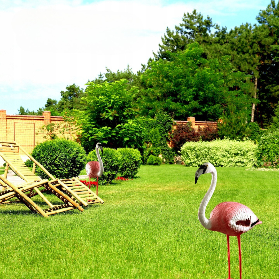 plameniak-na-travniku-pri-lezadlach-cooldesign
